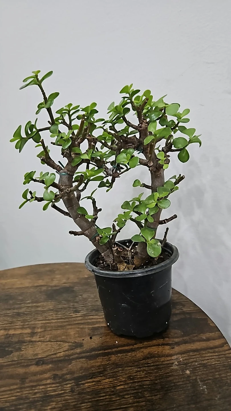 Jade Plant Bonsai🏈 - photo 2