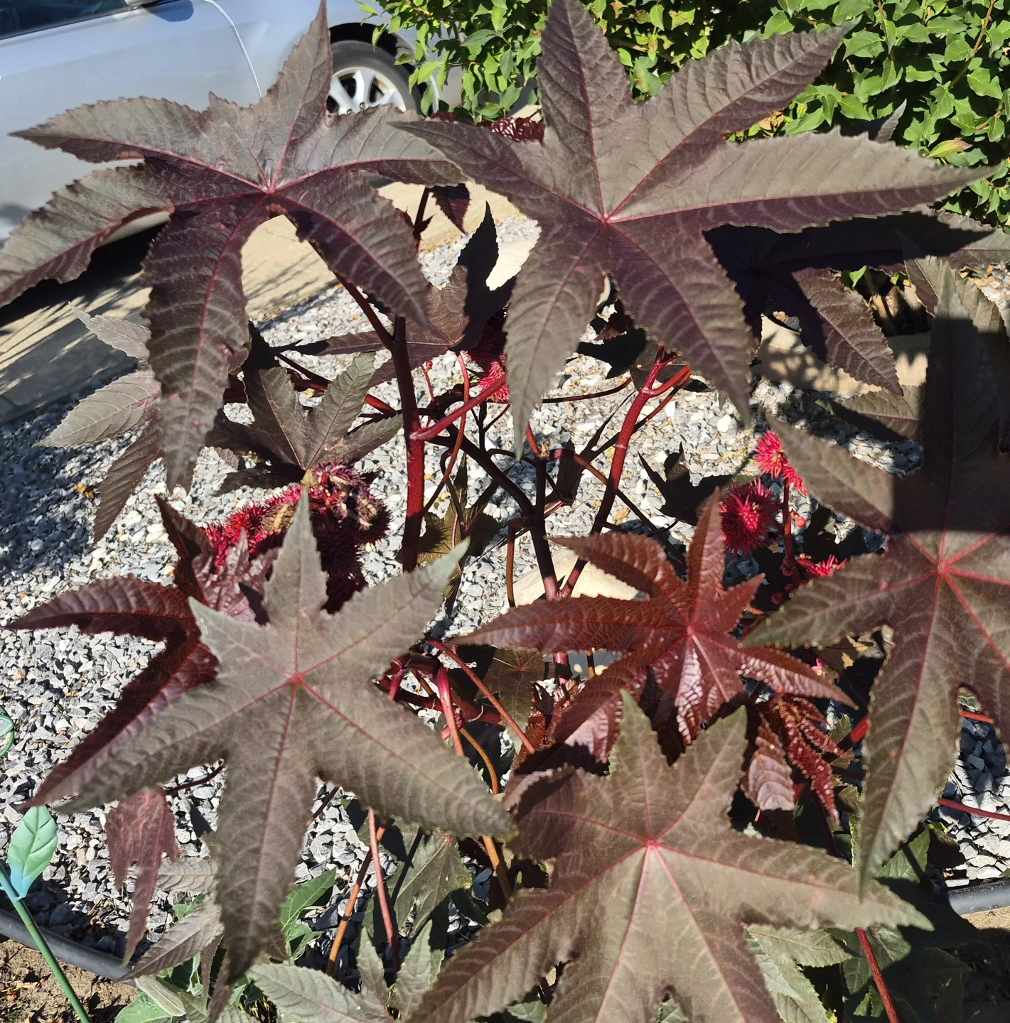 Castor Bean Plant