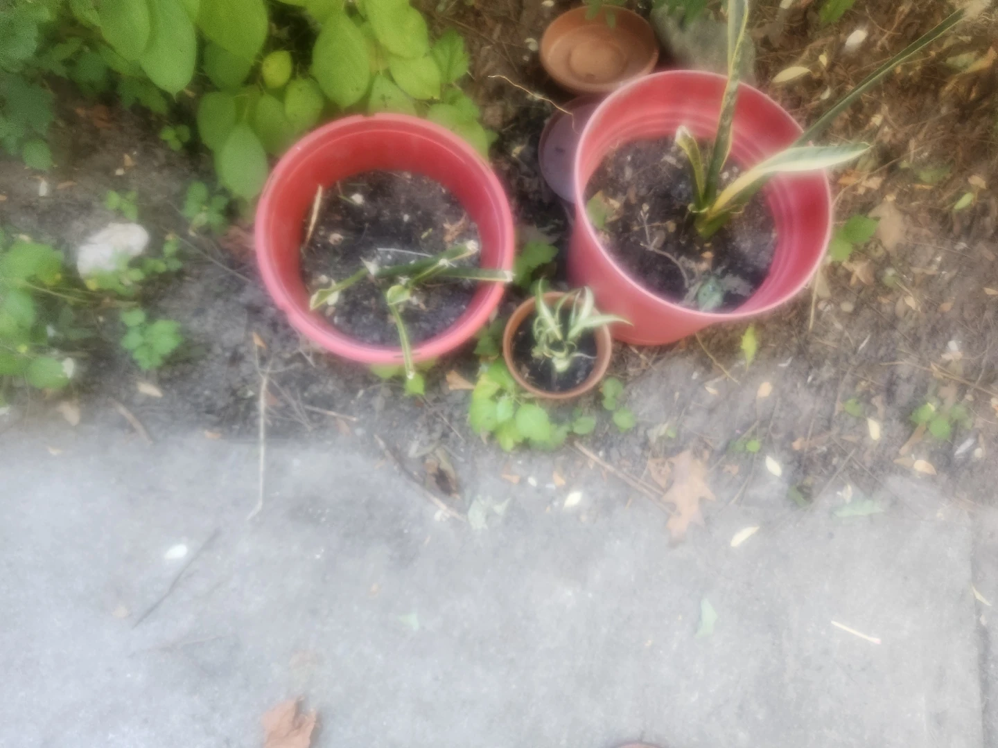 Snake and spider plants