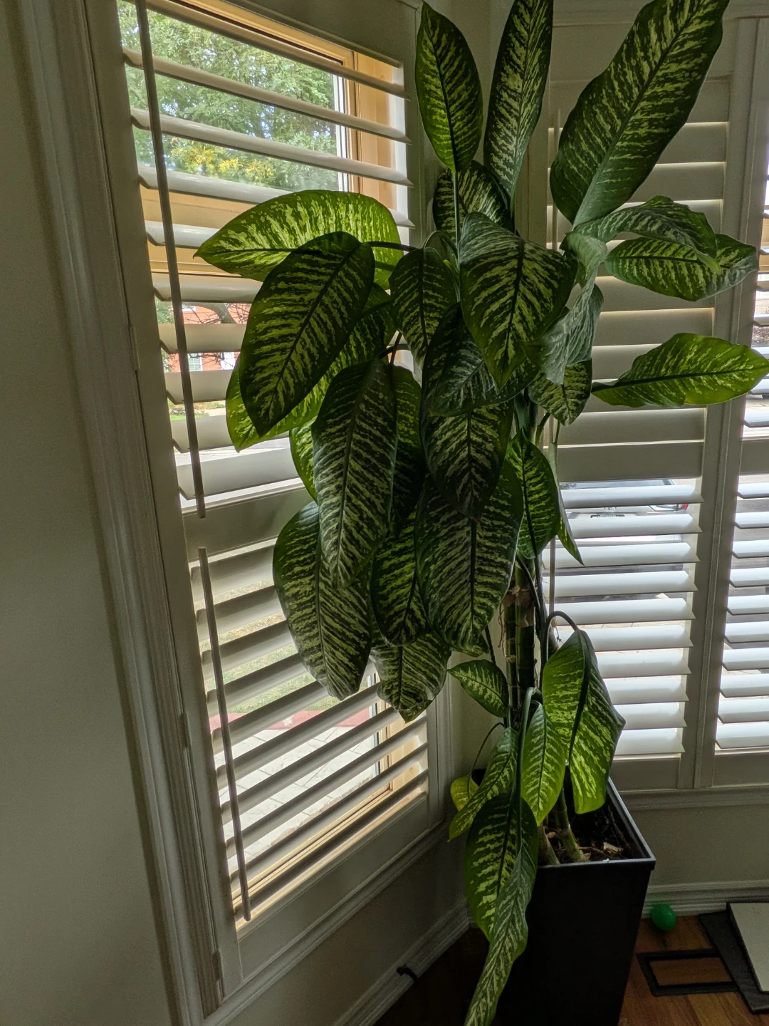Large Dieffenbachia plant in tall planter