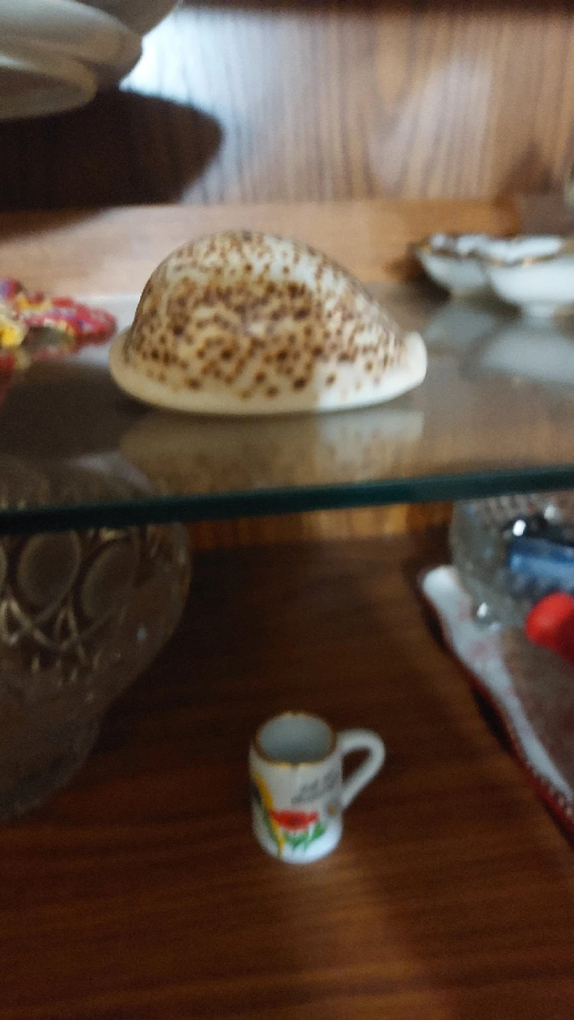 Decorative Seashells and conch shells - photo 4