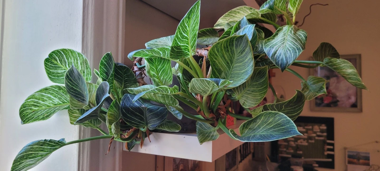Philodendron Birkin Houseplant - photo 3