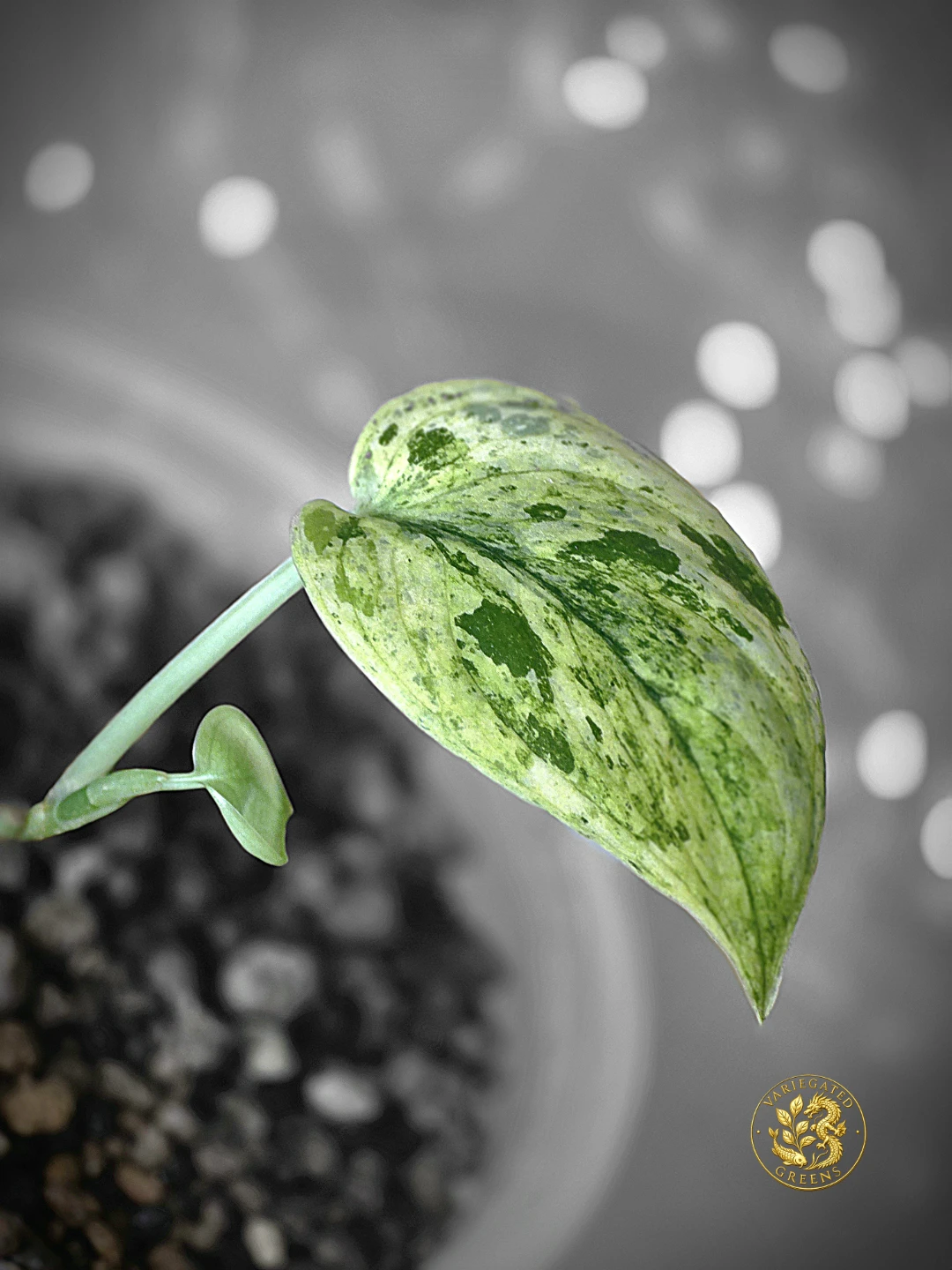 Scindapsus pictus Halimoon "Stellar Illumination" - photo 2