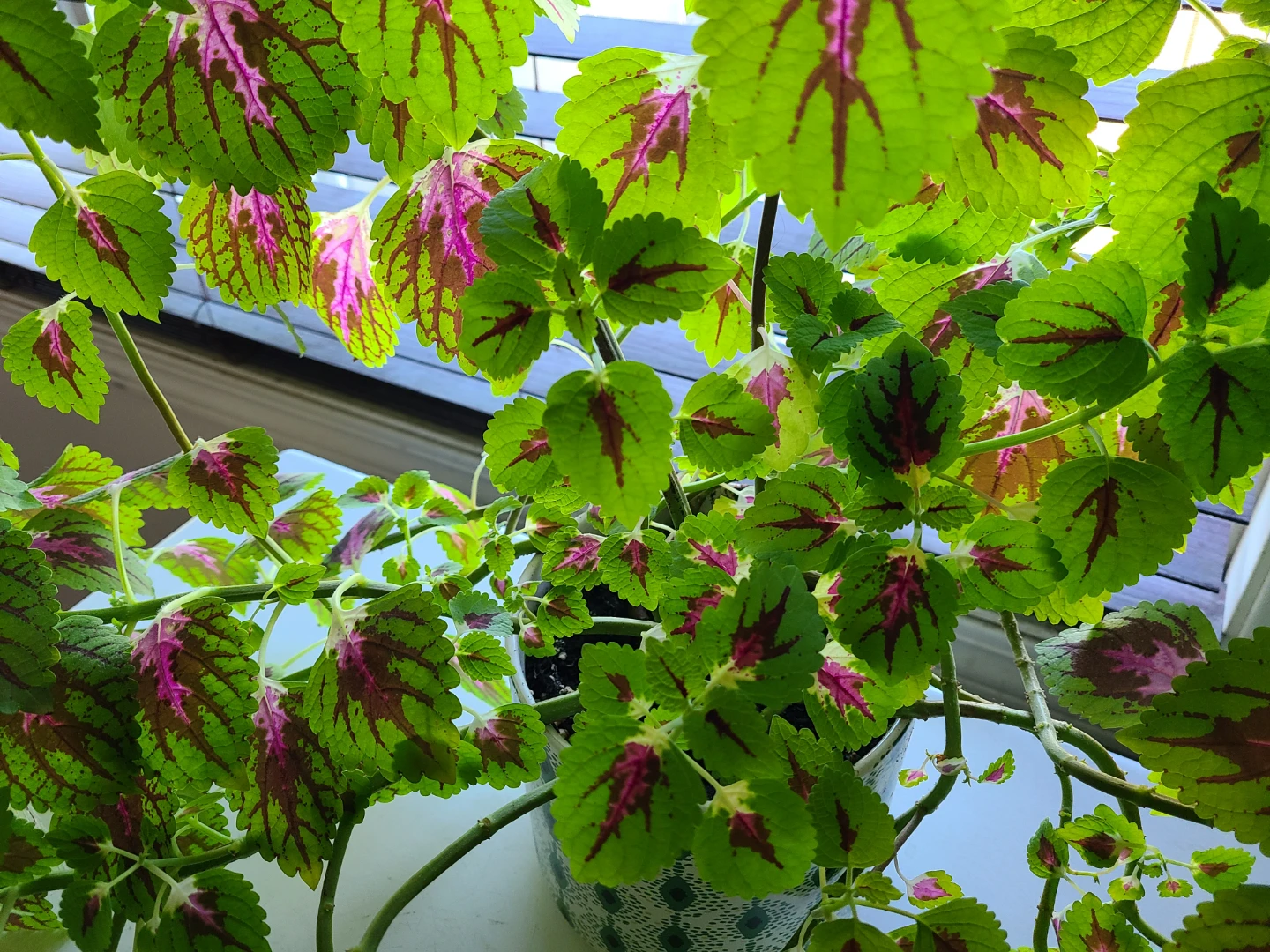 Huge Healthy Potted Coleus Plant - photo 3