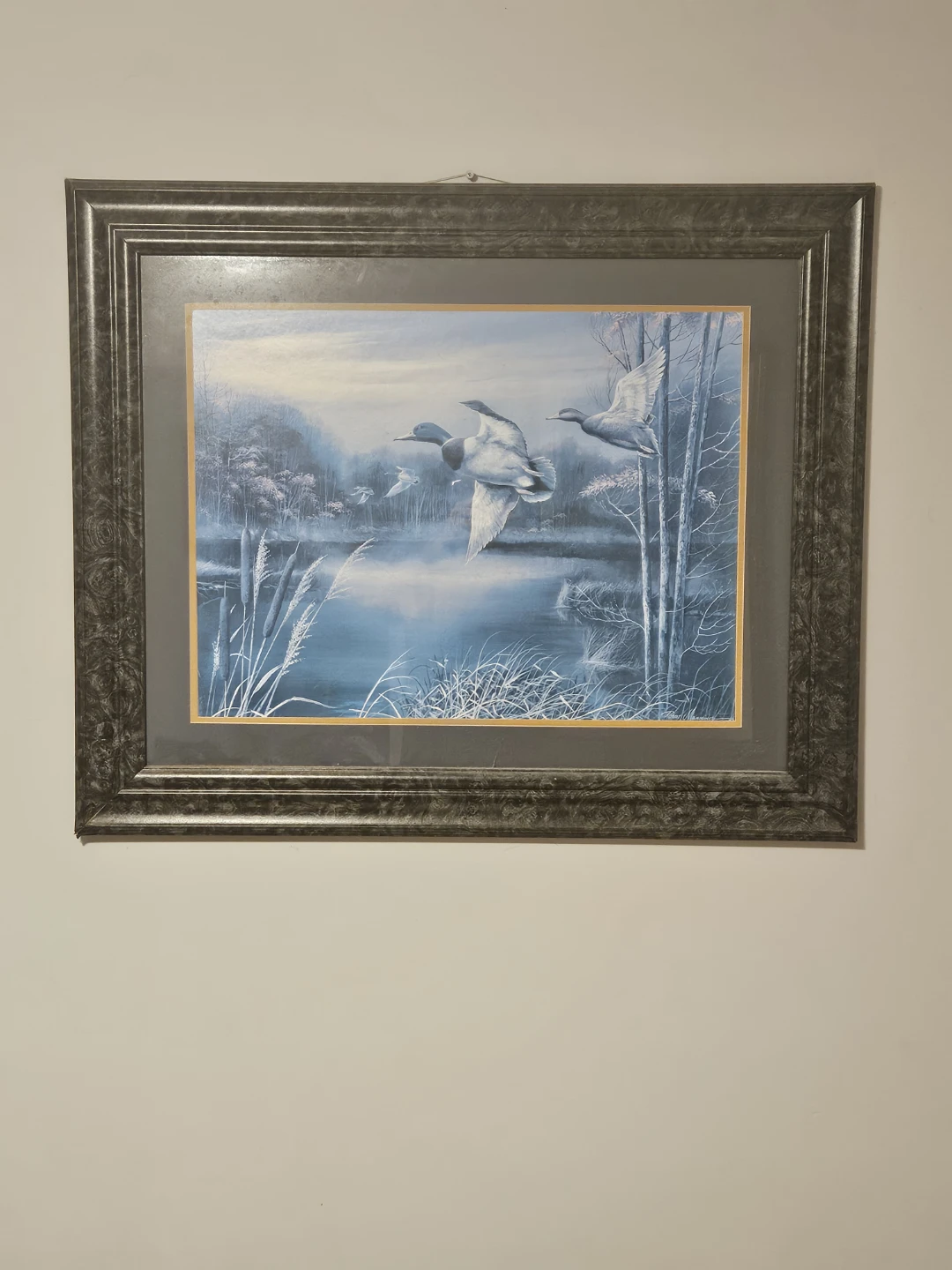 Duck Wildlife Picture