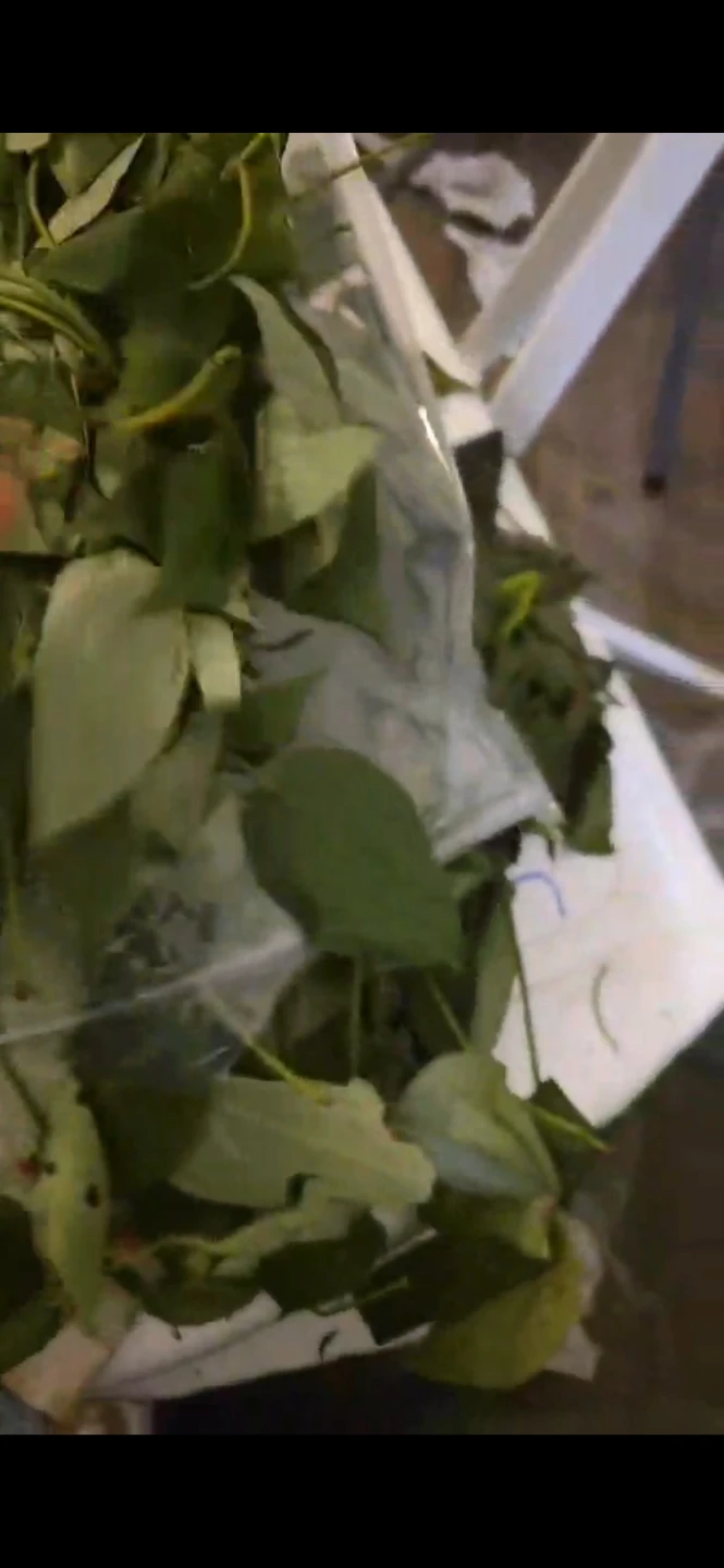Fresh uziza Leaves - photo 3