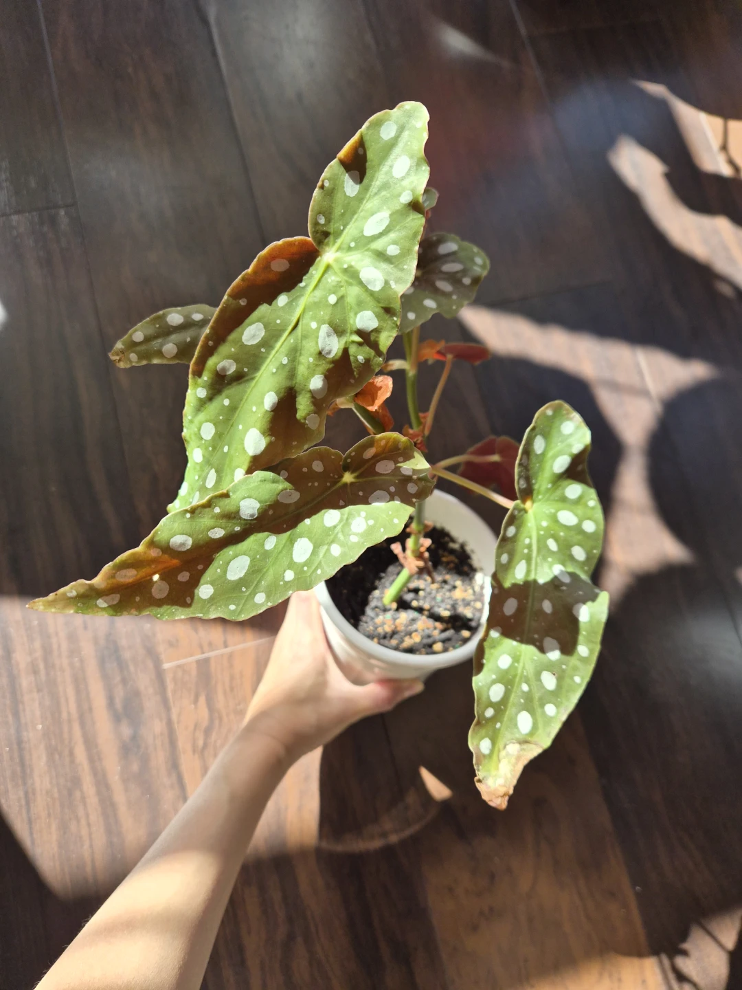 Polka Dot Begonia Plant