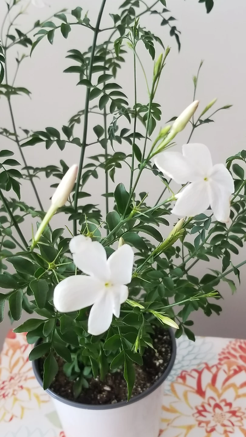 Jasmine Plant - photo 4