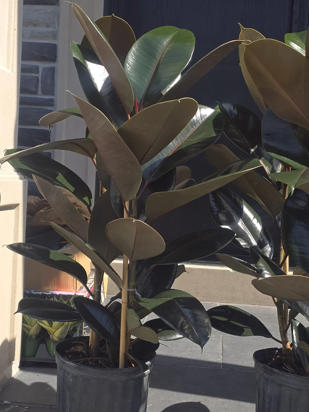 Rubber Plant (Ficus elastica) - photo 4