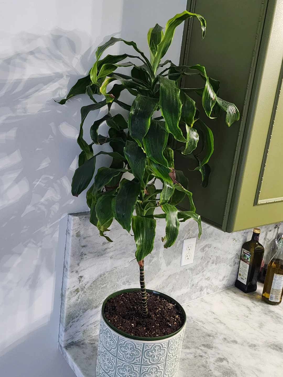 Dracaena plant in decorative pot