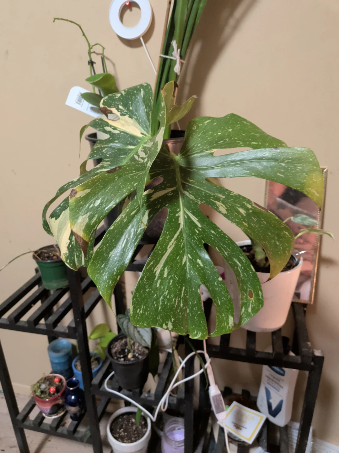 Variegated Monstera Houseplant - photo 4