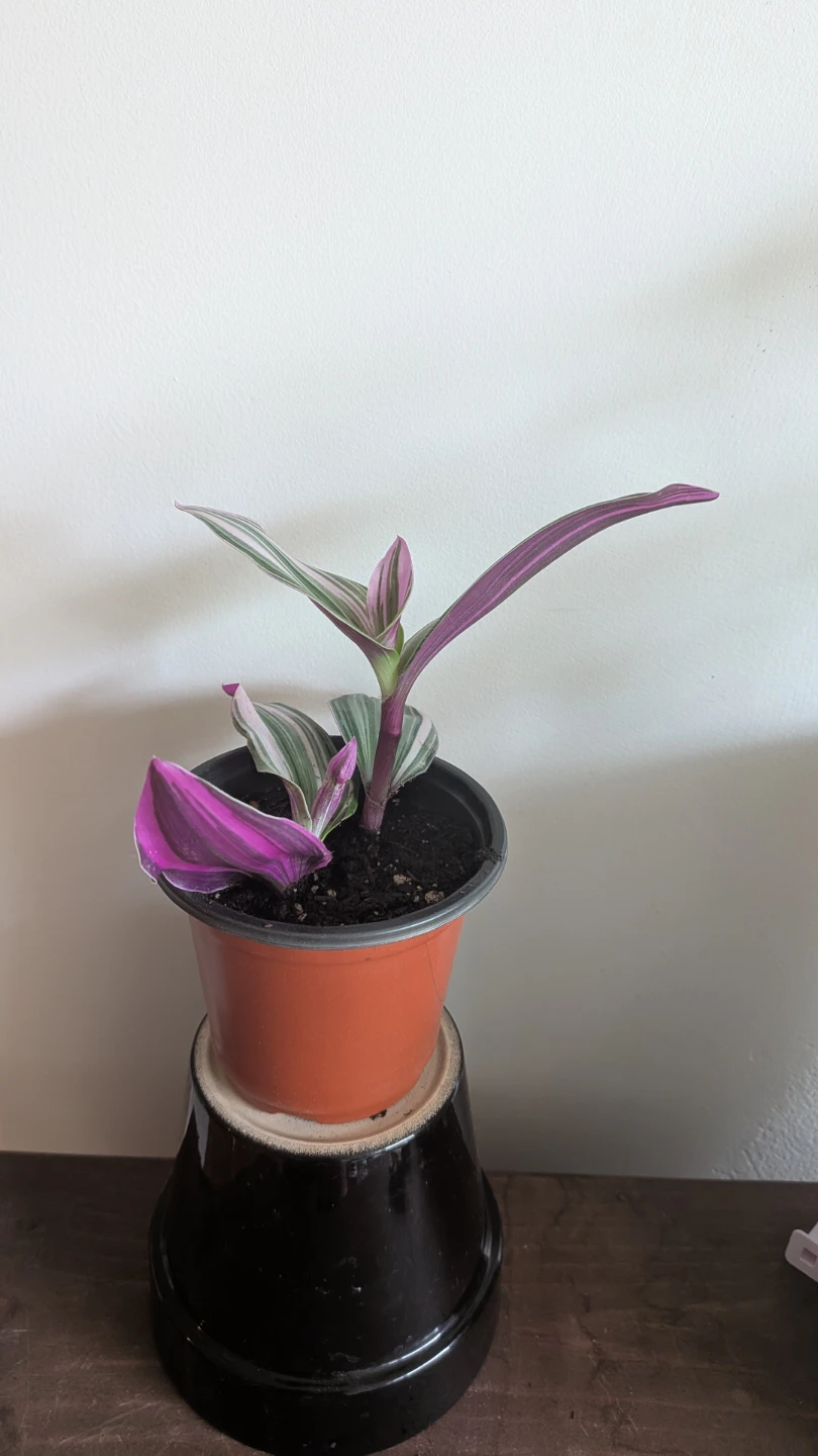 Tradescantia Nanouk - photo 3