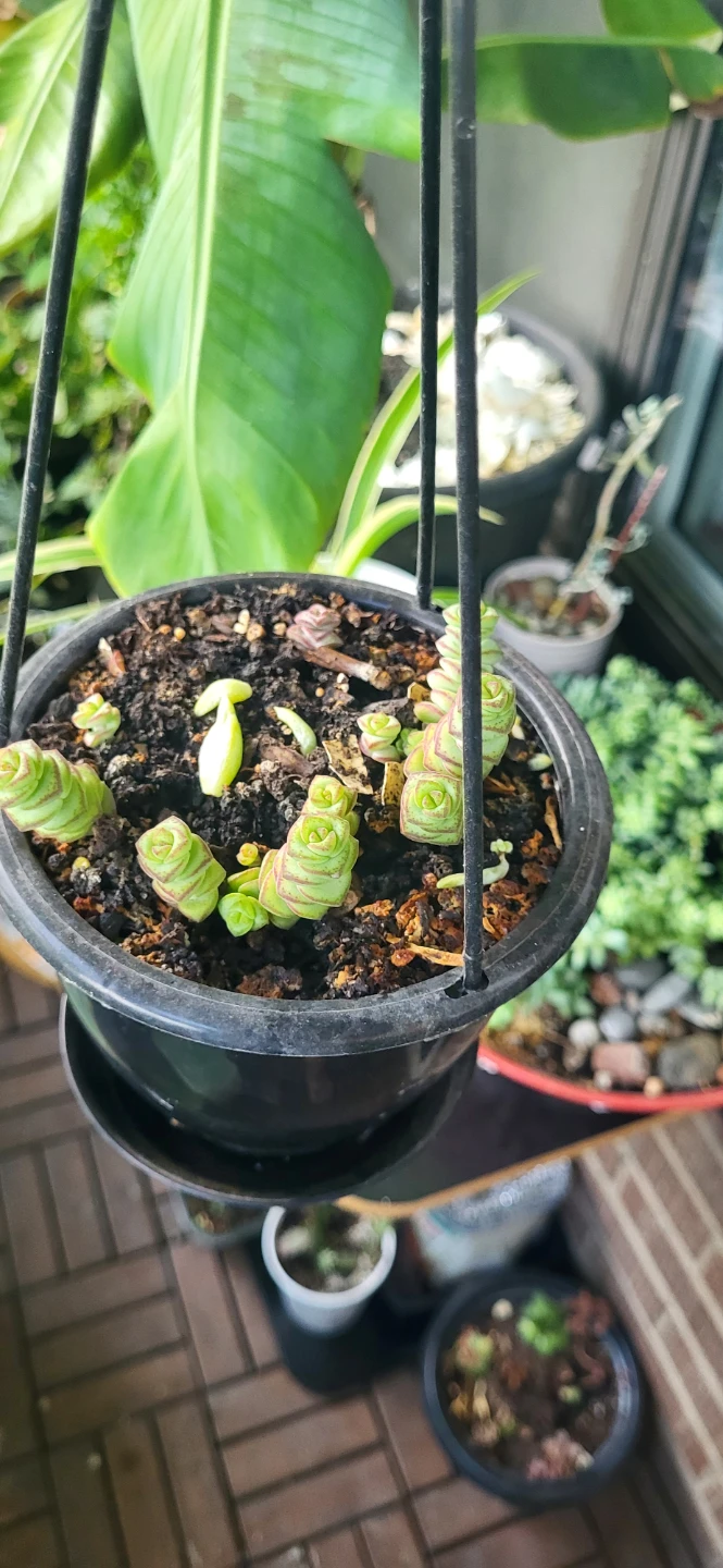 Crassula Marinela