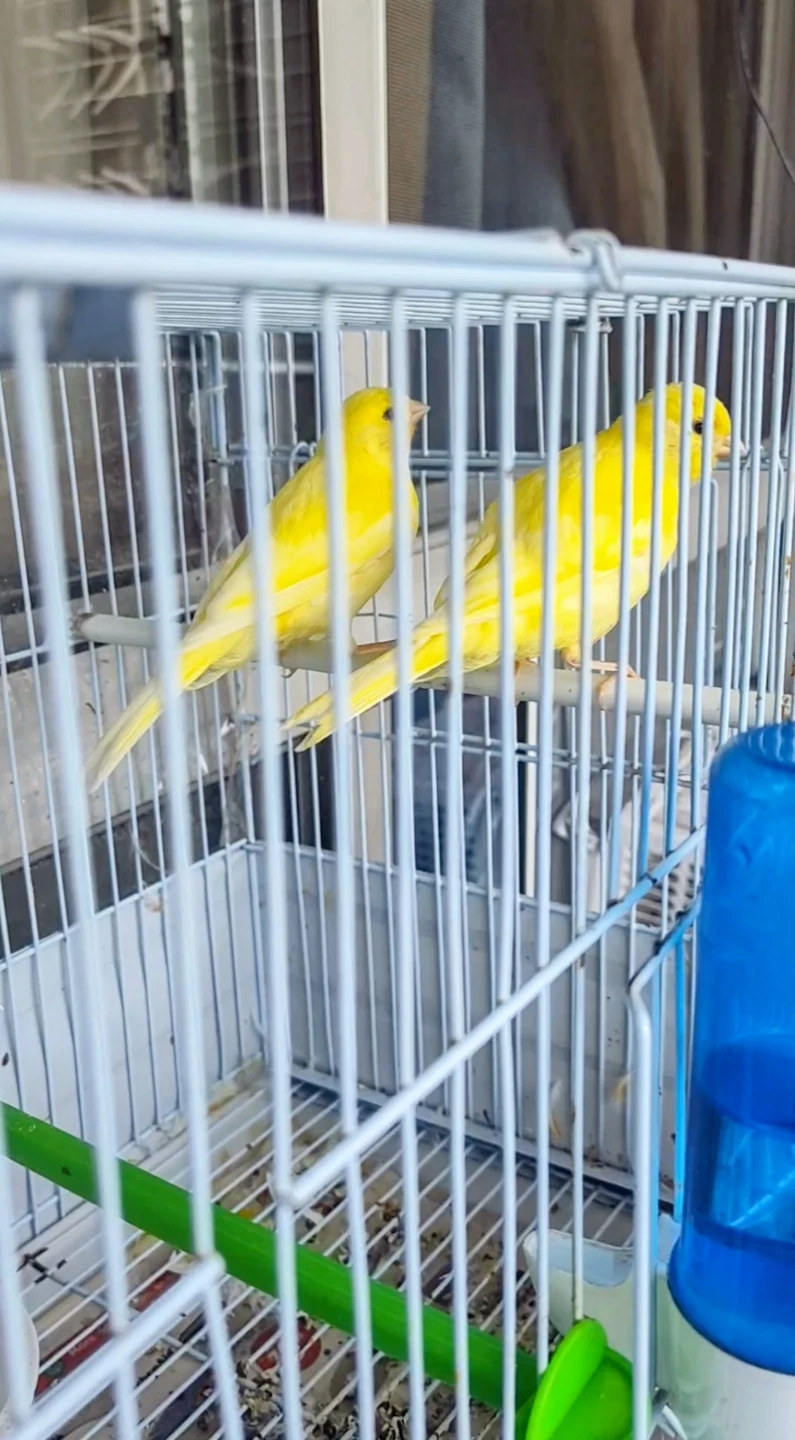 Two young canaries