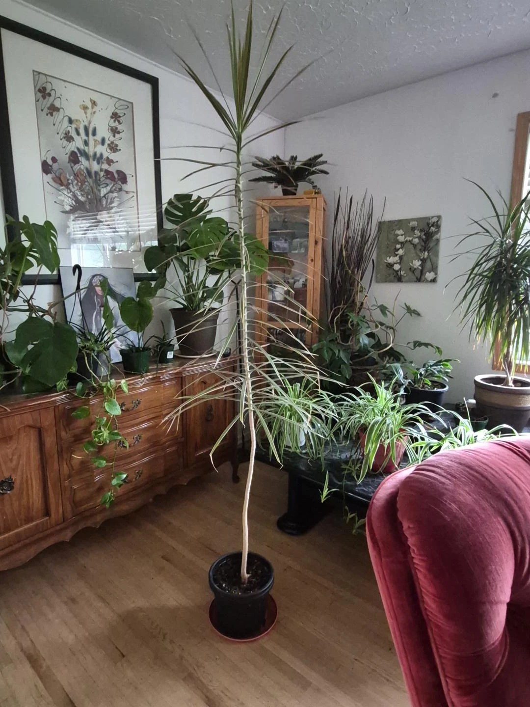 Dracaena Marginata Houseplant