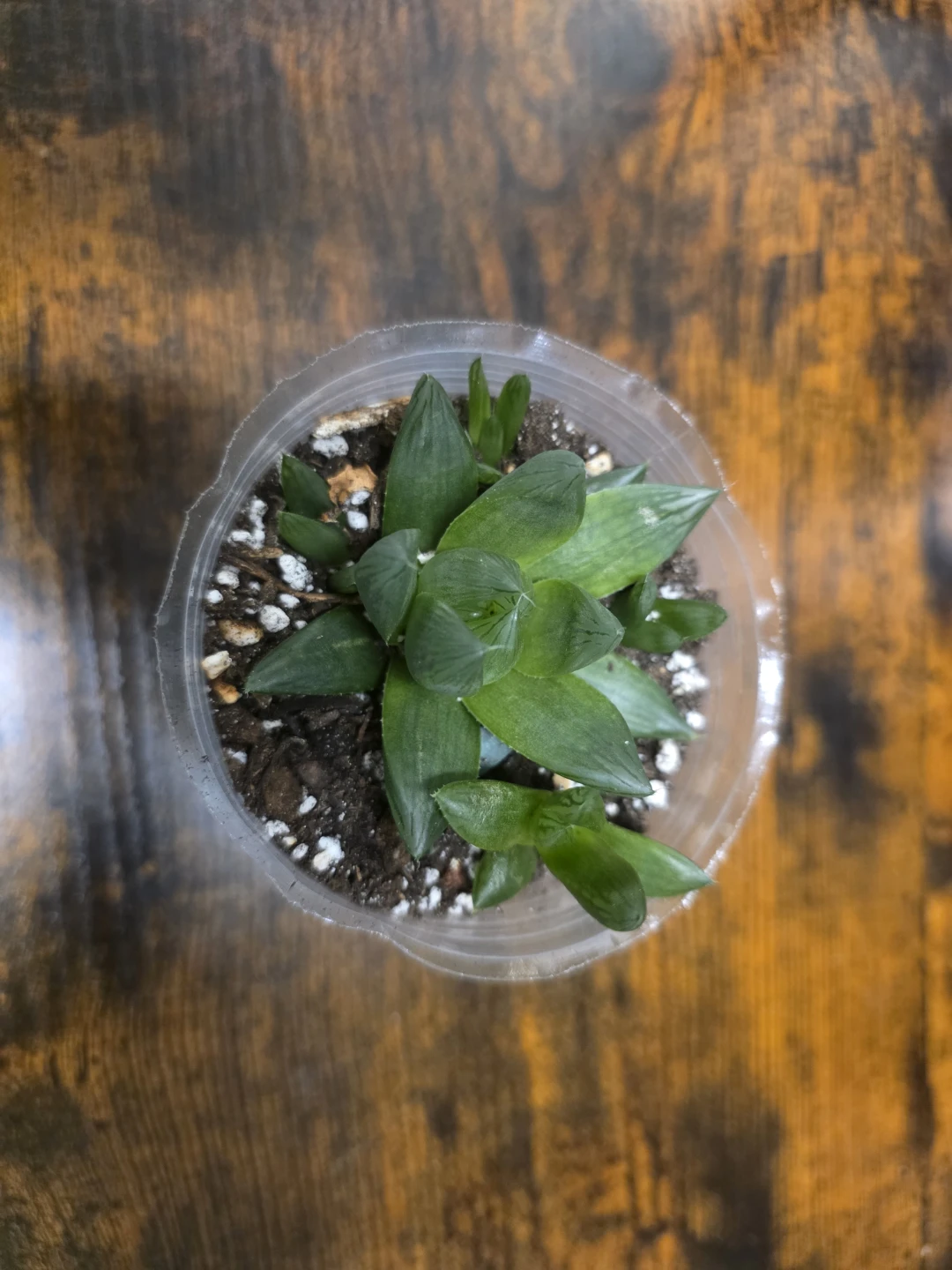 Haworthia Cooperi Plant