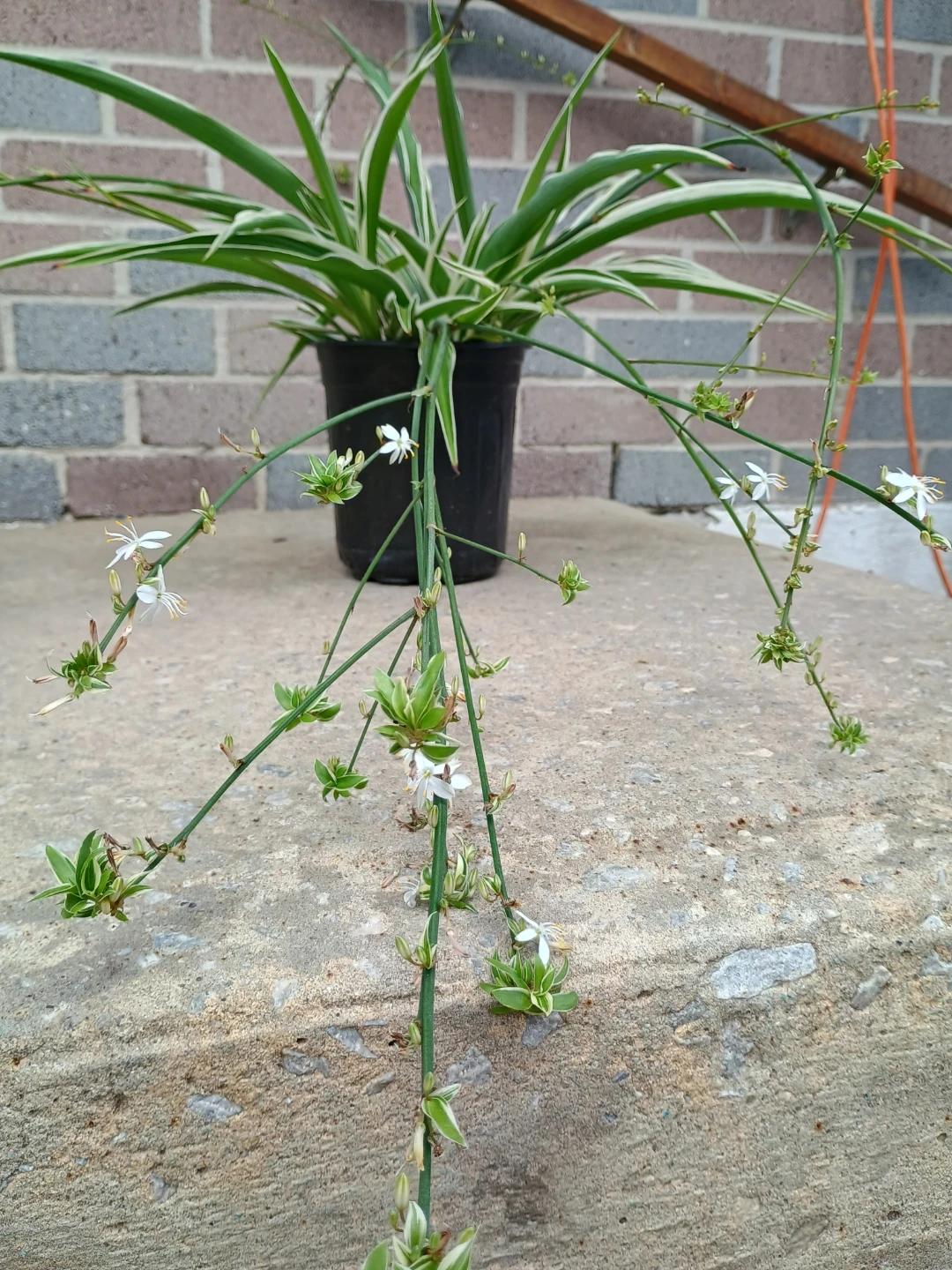 Variegated Spider Plant