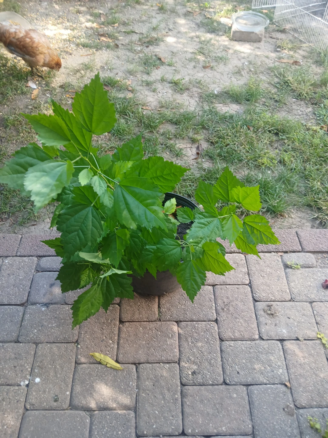 Rose of Sharon Hibiscus Plant