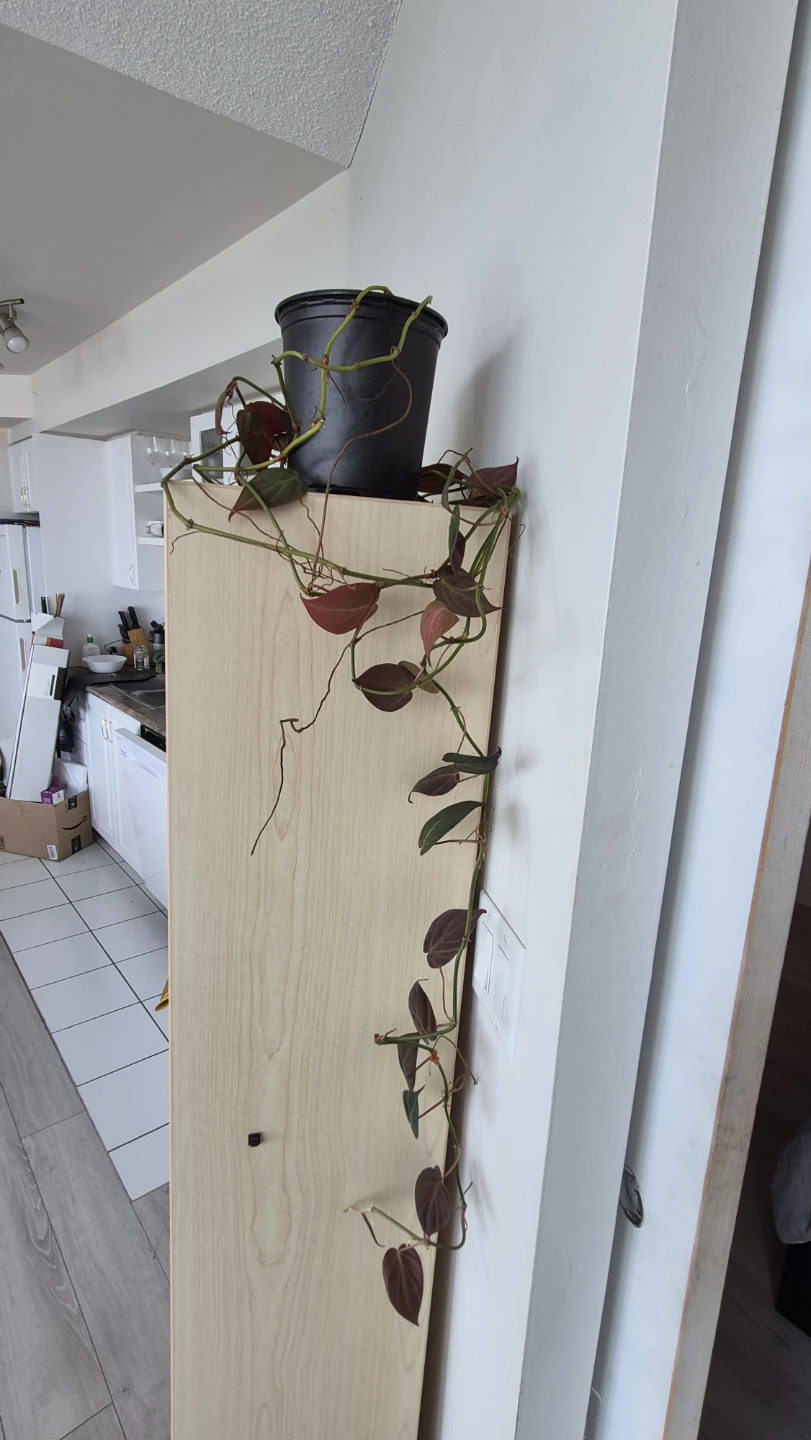 Selling pothos