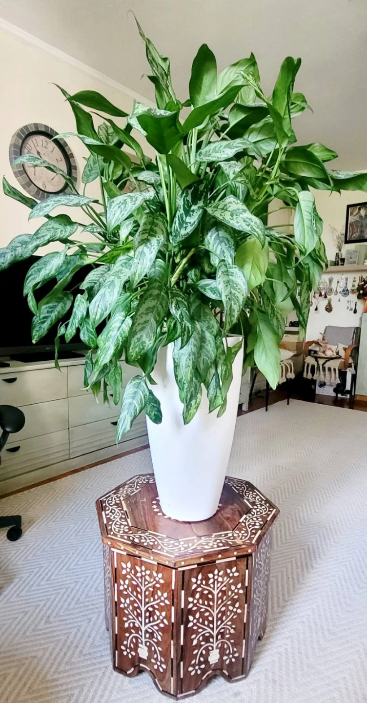 Large Aglaonema Houseplant in White Planter