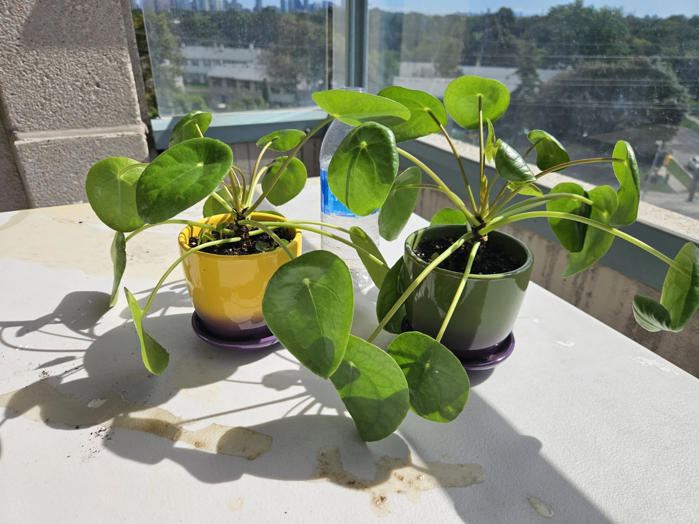 Two Pilea Peperomioides Houseplants - photo 2