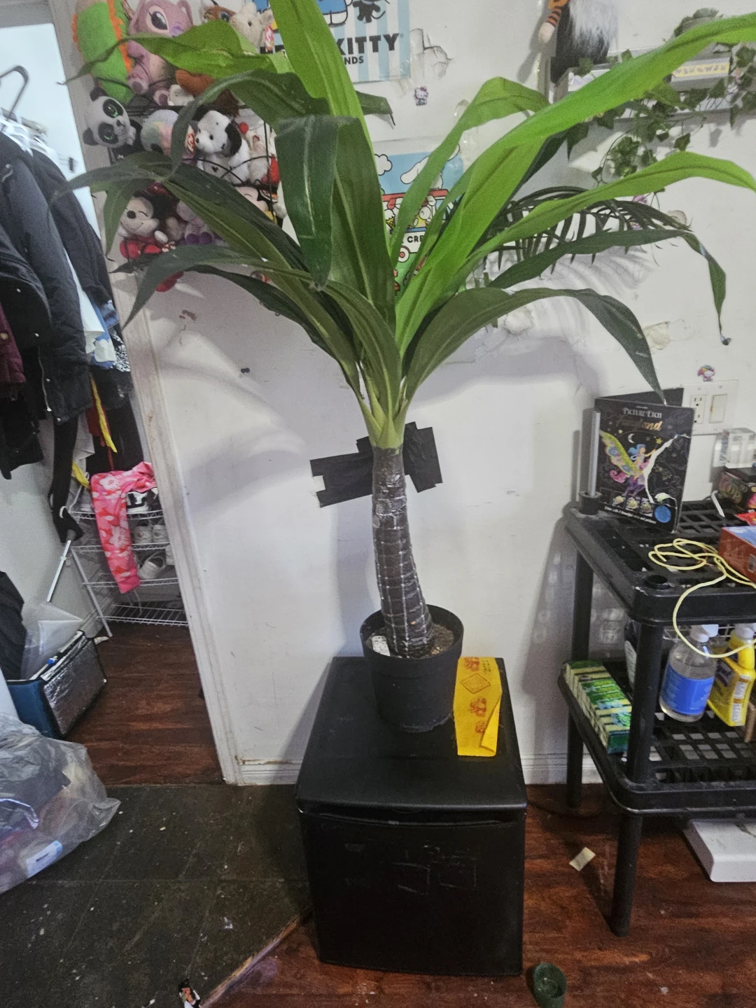 Artificial Dracaena Plant
