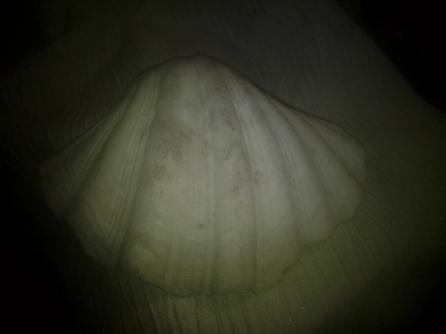 🏈 Large Decorative Seashell