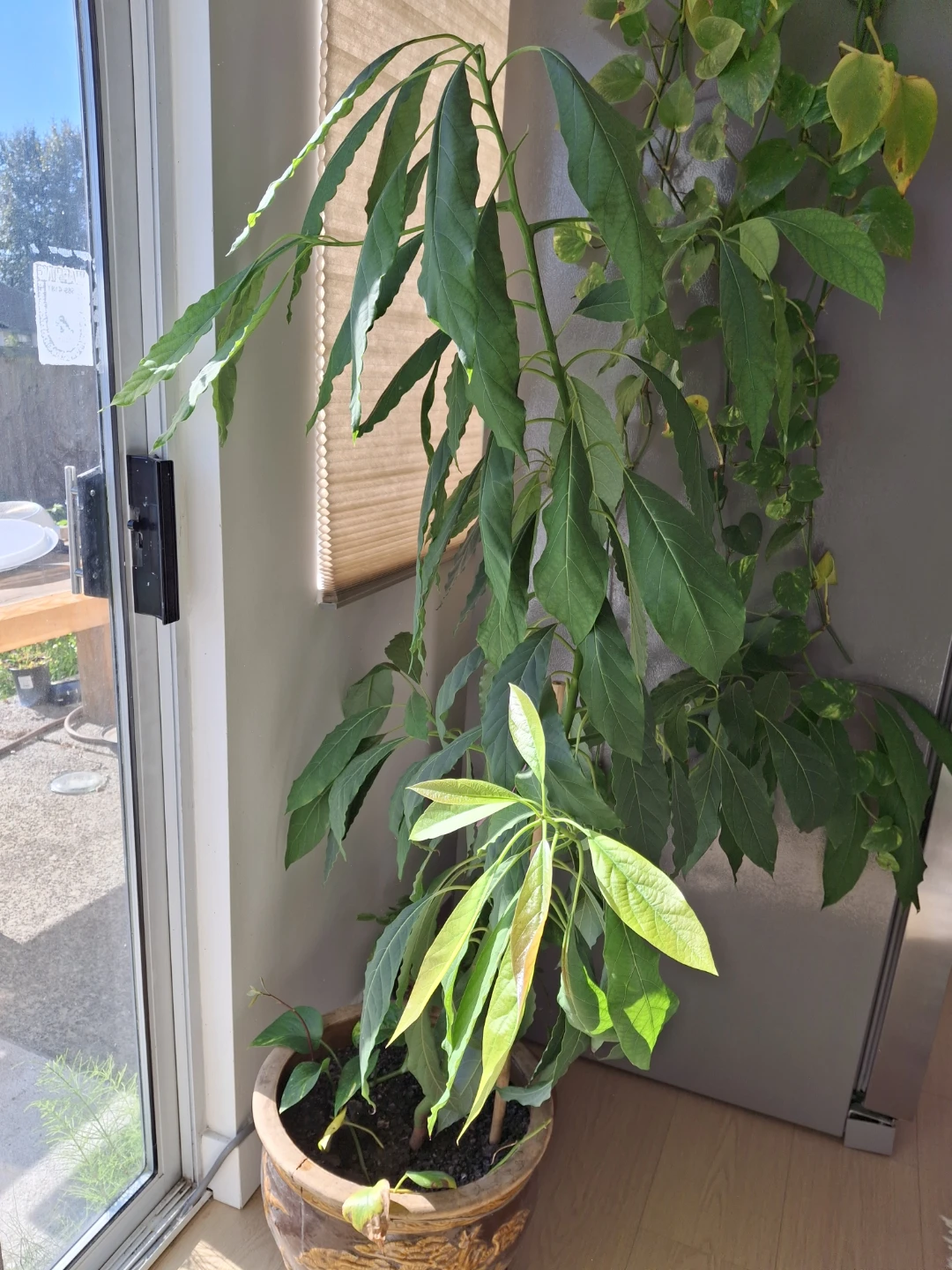 Potted Avocado Houseplant