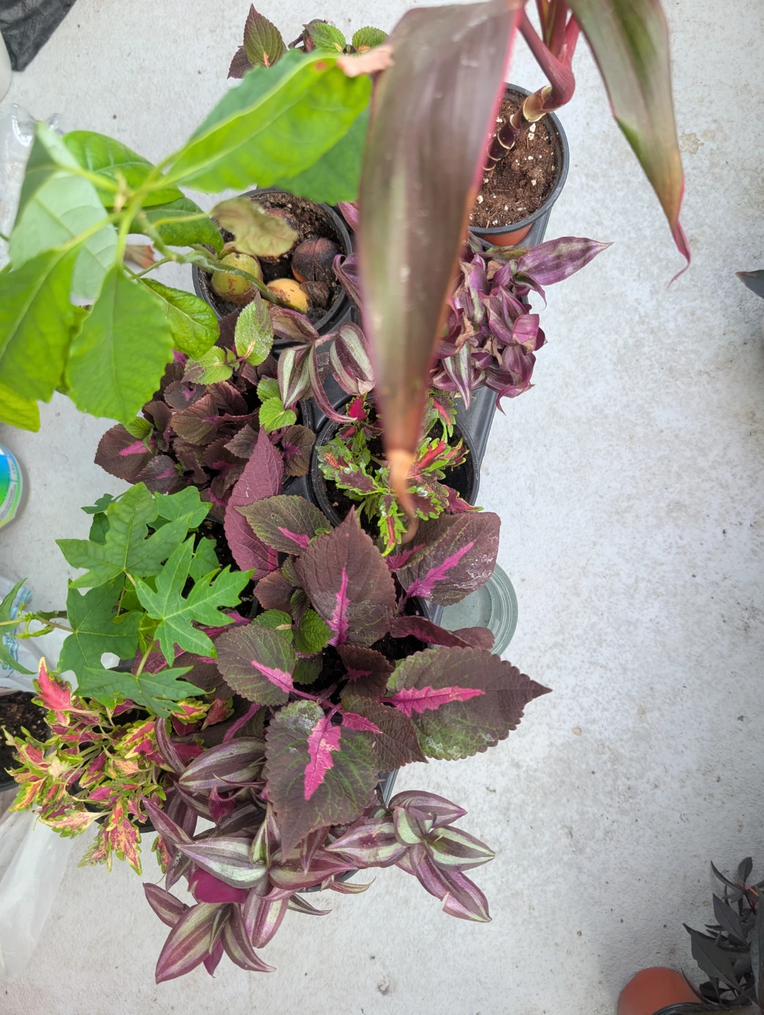 10 Potted Plants Tray, Avocado,Papaya,Cordyline,Coleus&Trades - photo 4