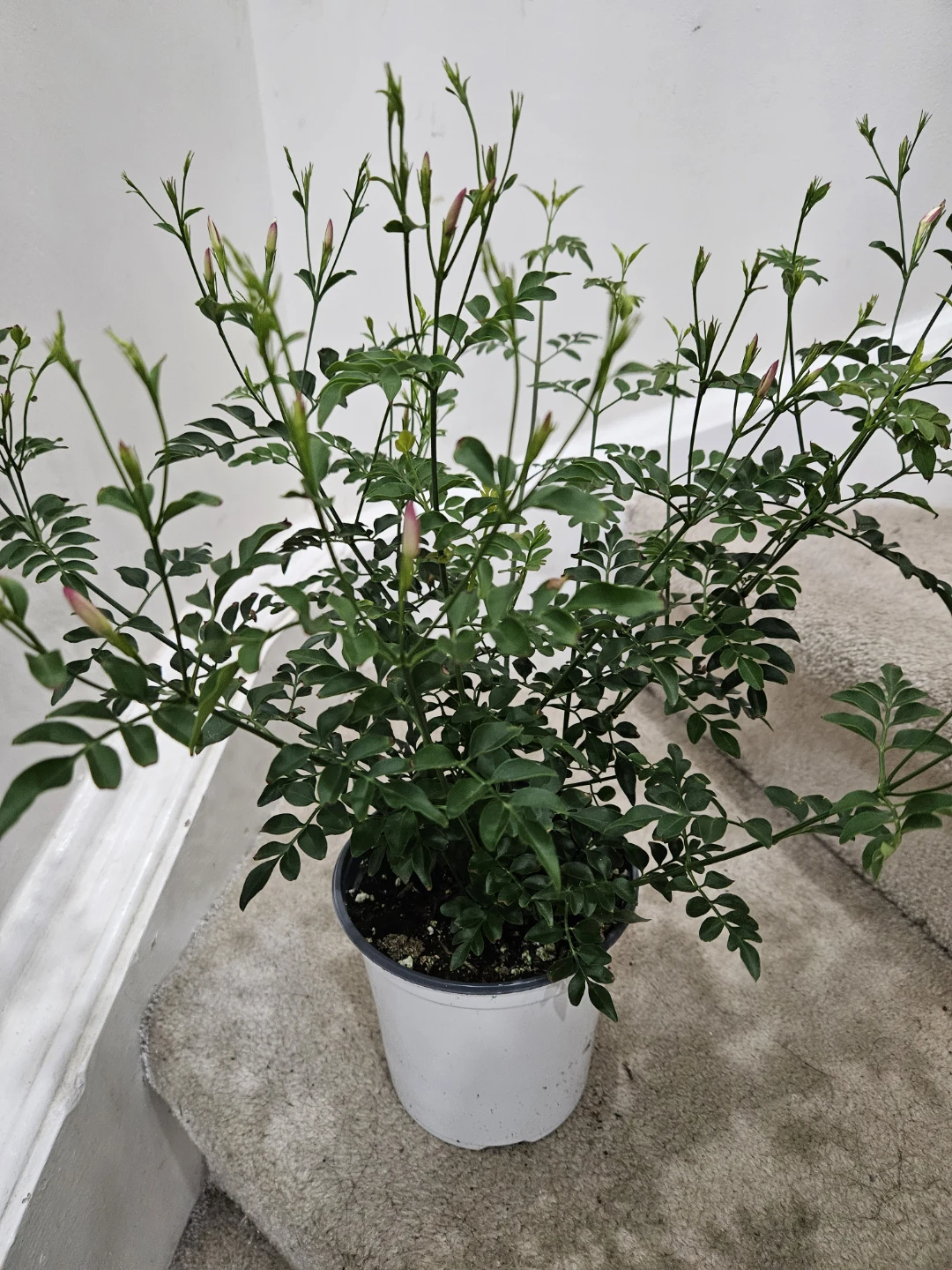 Jasmine Polyanthum Houseplant - photo 2