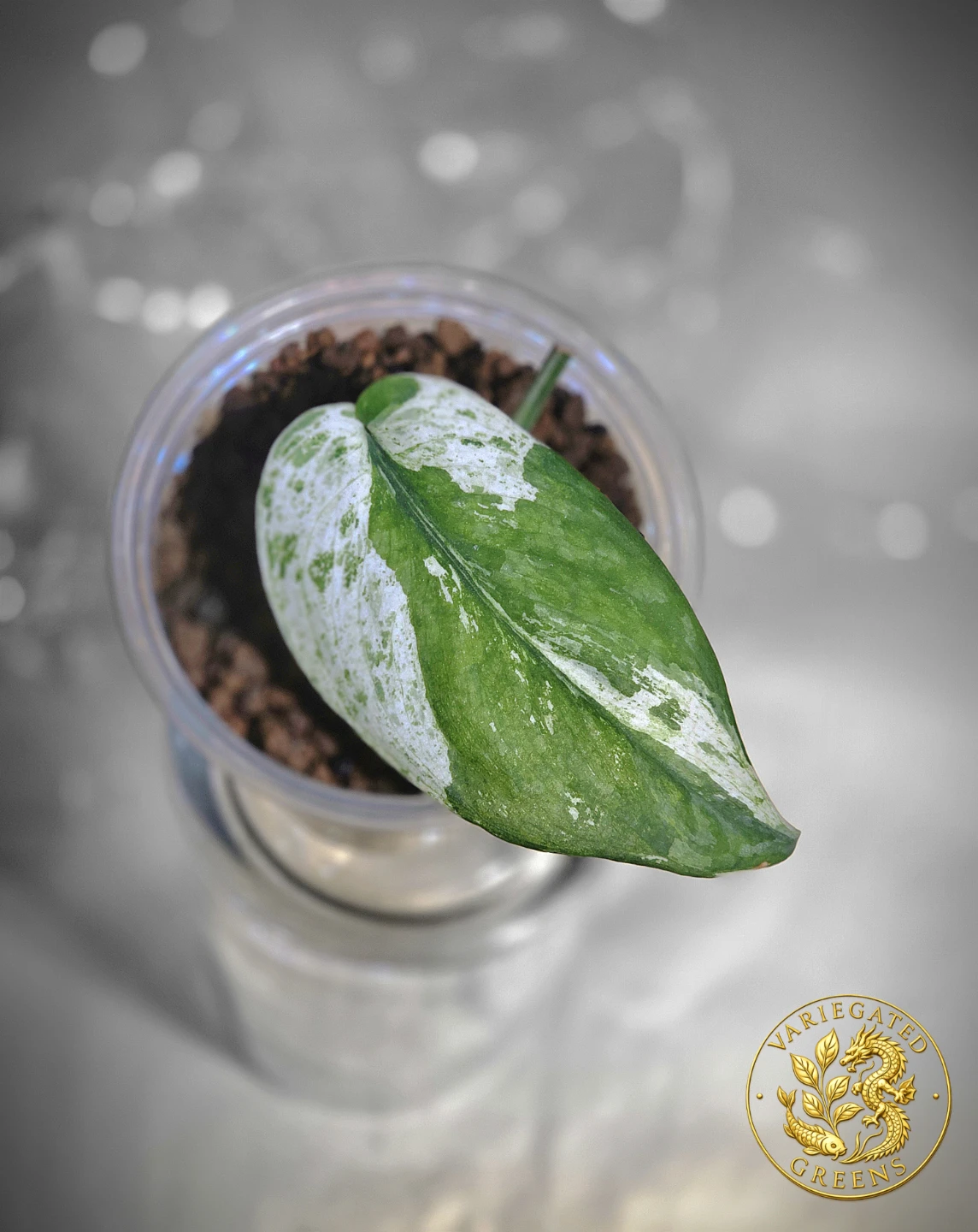 Scindapsus Sangkuriang "Emerald Partiture" - photo 3