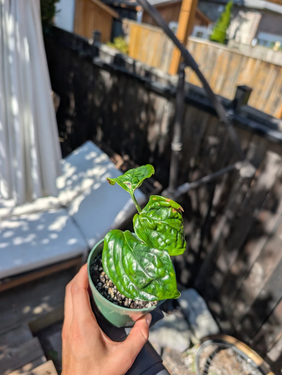 Monstera Peru Plant in pot (semi rare plant) - photo 3