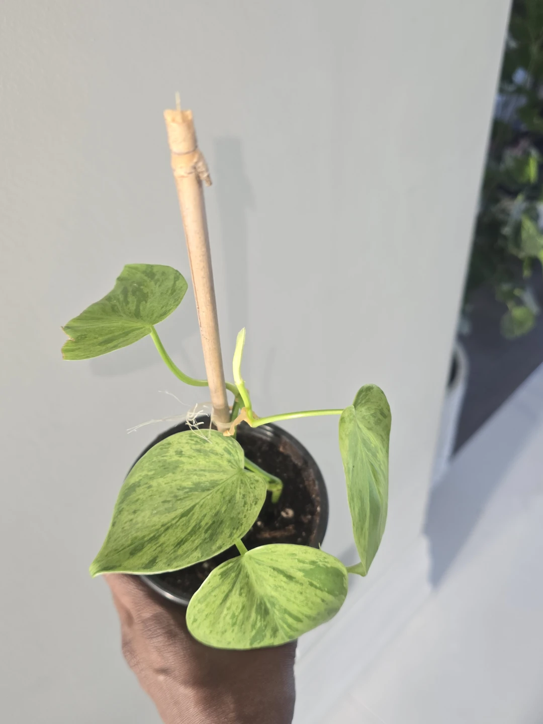 Philodendron heart leaf variegated - photo 5