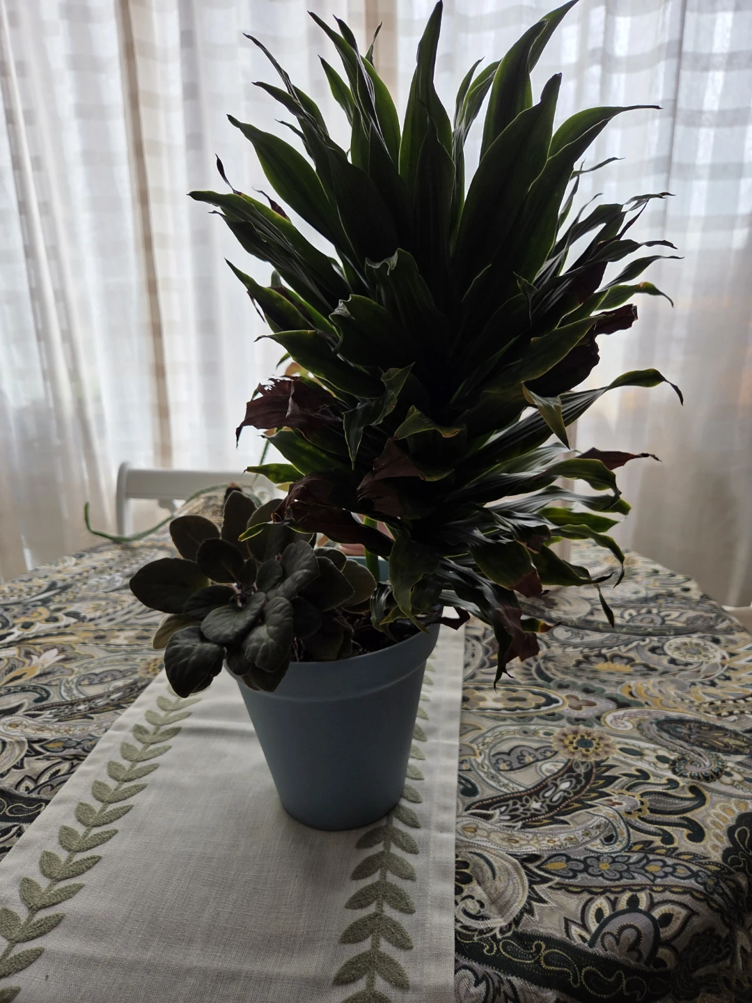 Potted Houseplant Pair 🏈