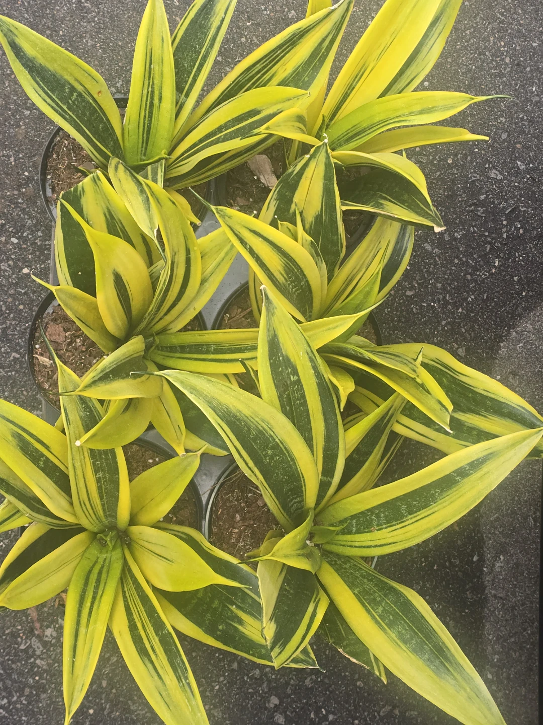 Snake Plant Sansevieria  yellow gold - photo 5