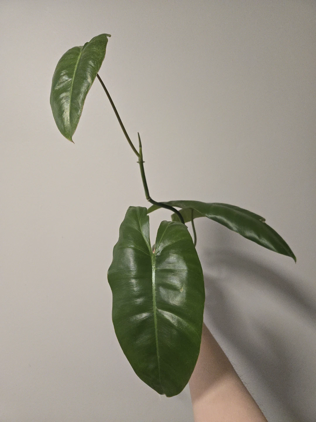 Philodendron Pariso Verde rooted cutting
