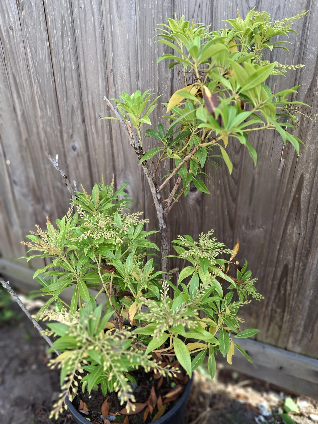 Pieris Japonica Shrub - photo 2