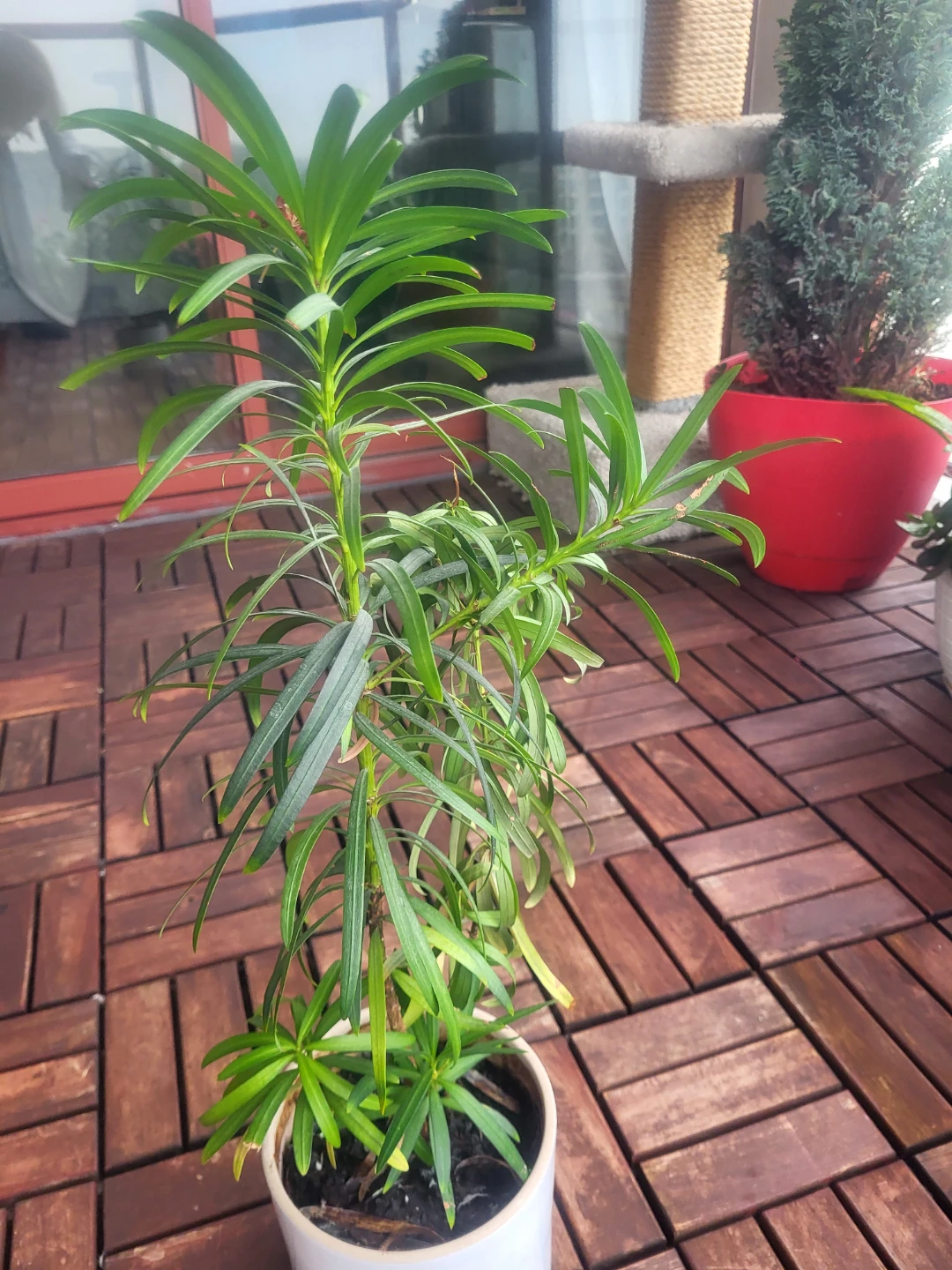 Assorted Indoor Houseplants - photo 3