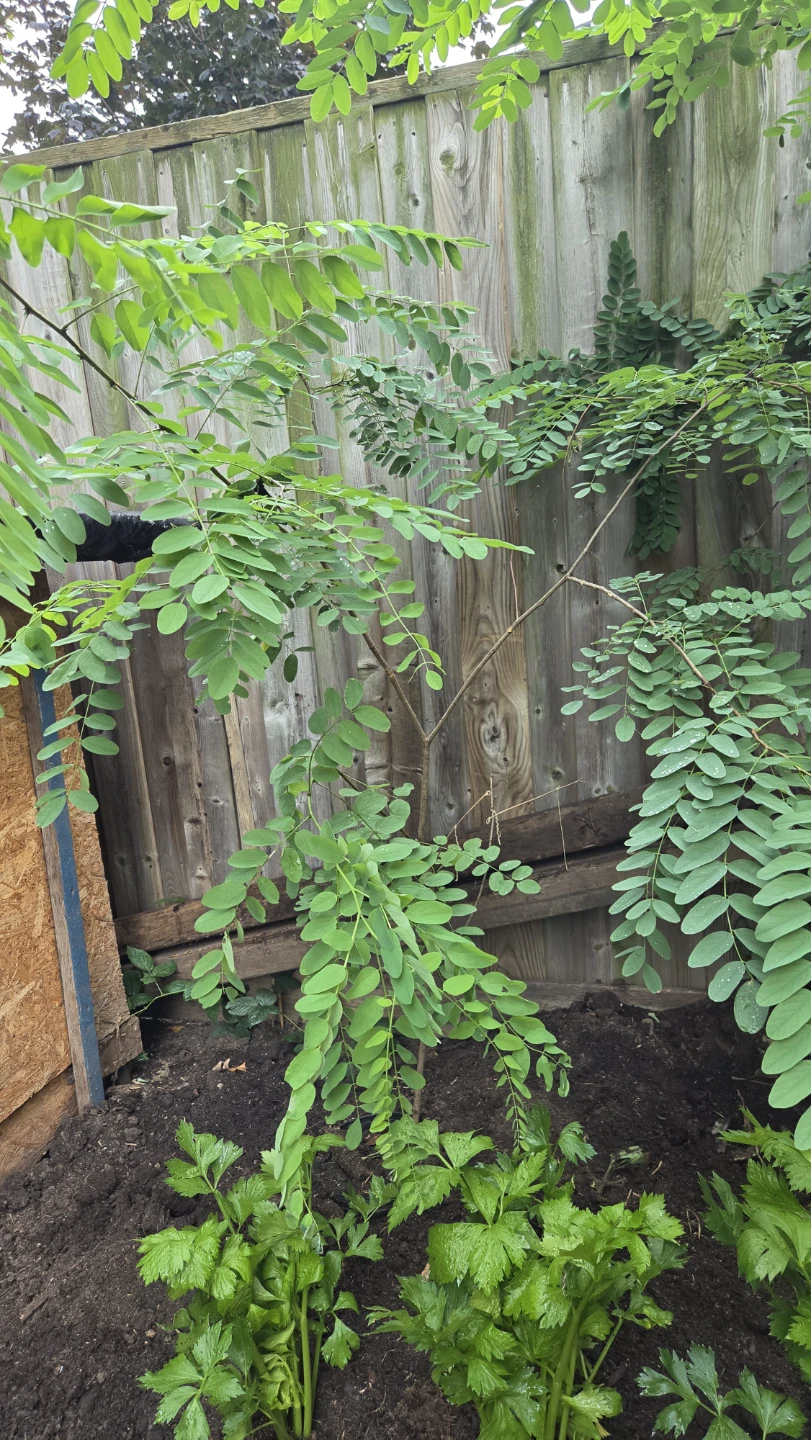 Black Locust tree - photo 2