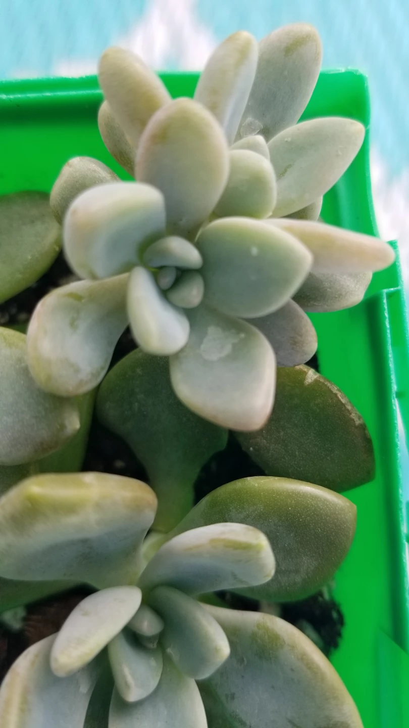 Succulent  Plant - photo 3