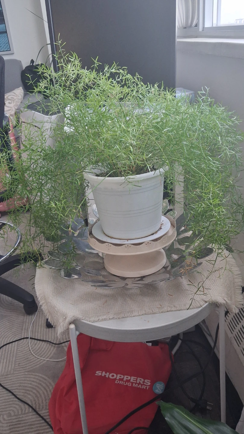 Asparagus Fern in White Pot