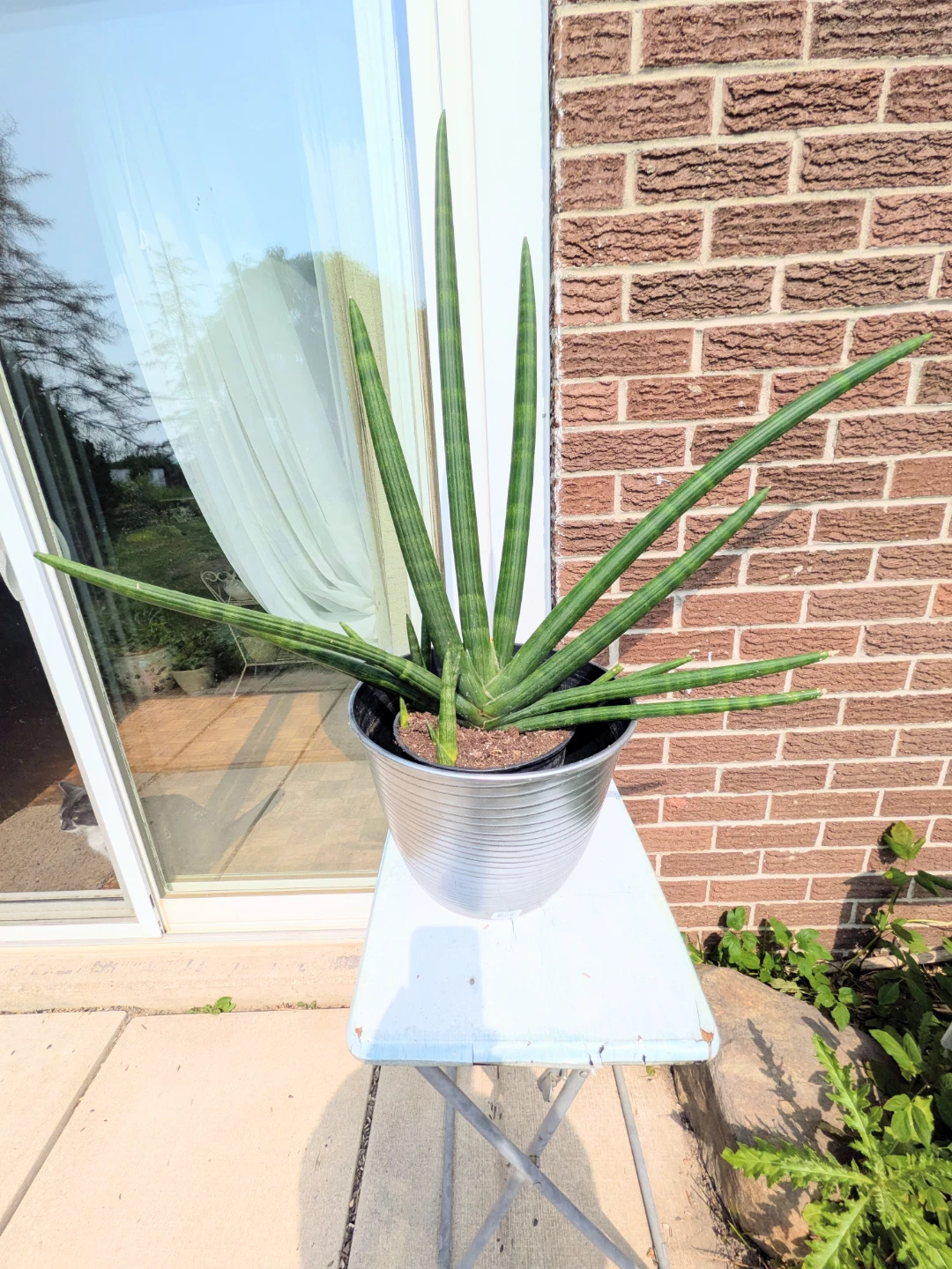Sansevieria Cylindrica Plant in Pot - photo 3