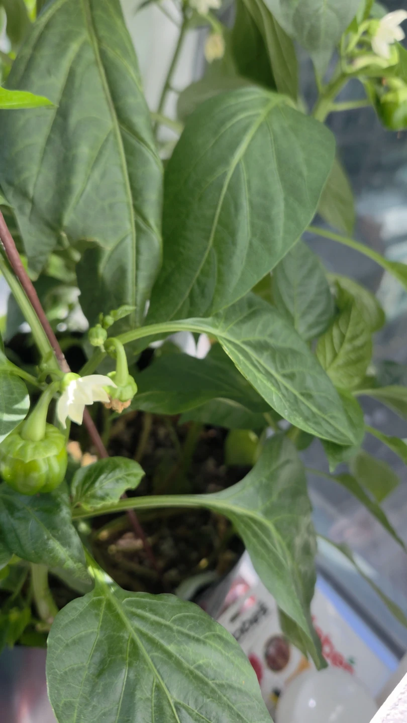 Green Bell Pepper Plant