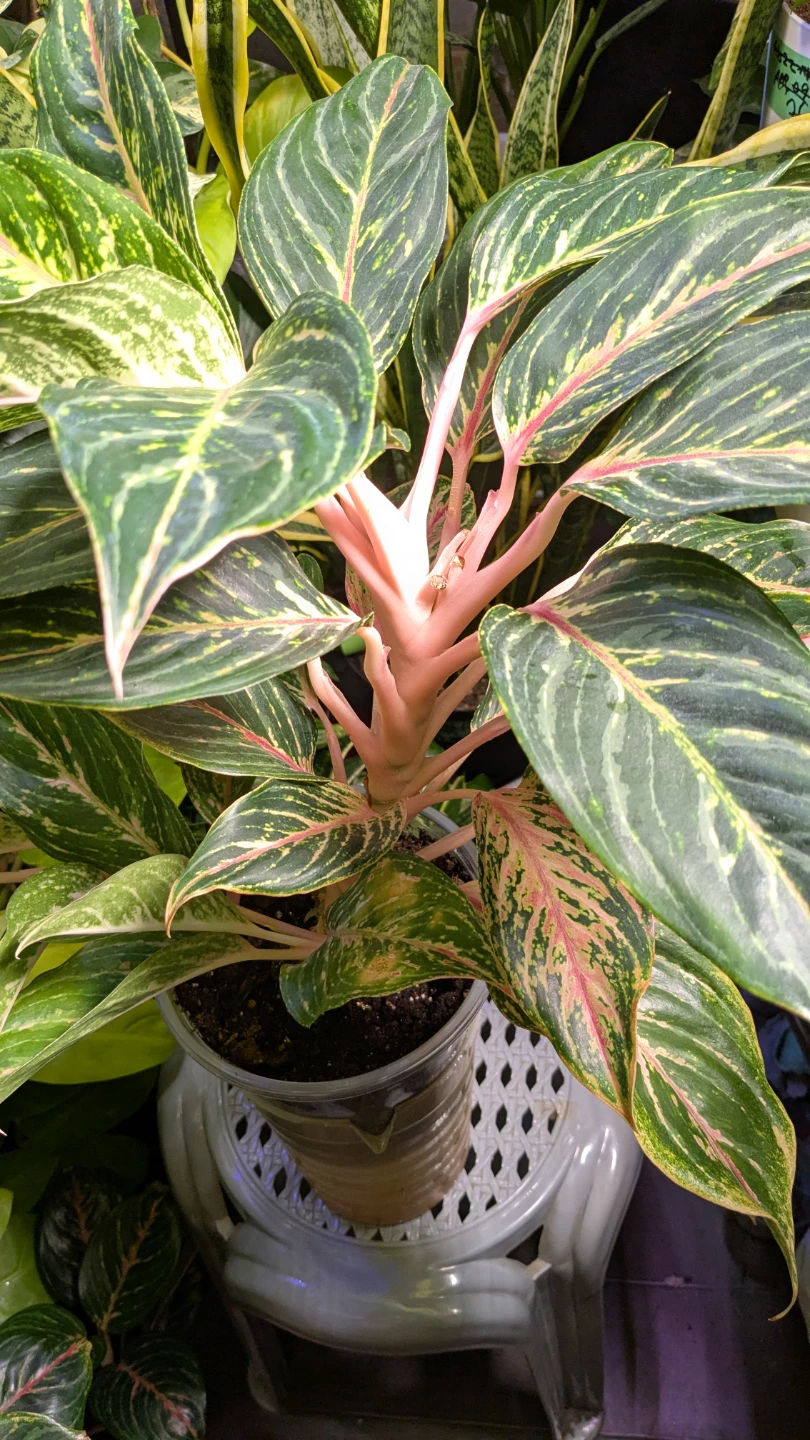 Aglaonema sparkling pant. - photo 2