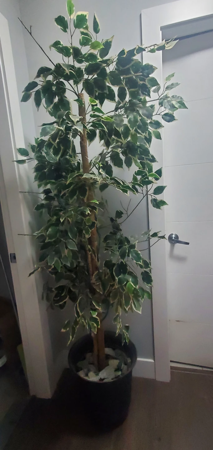 Artificial Ficus Tree