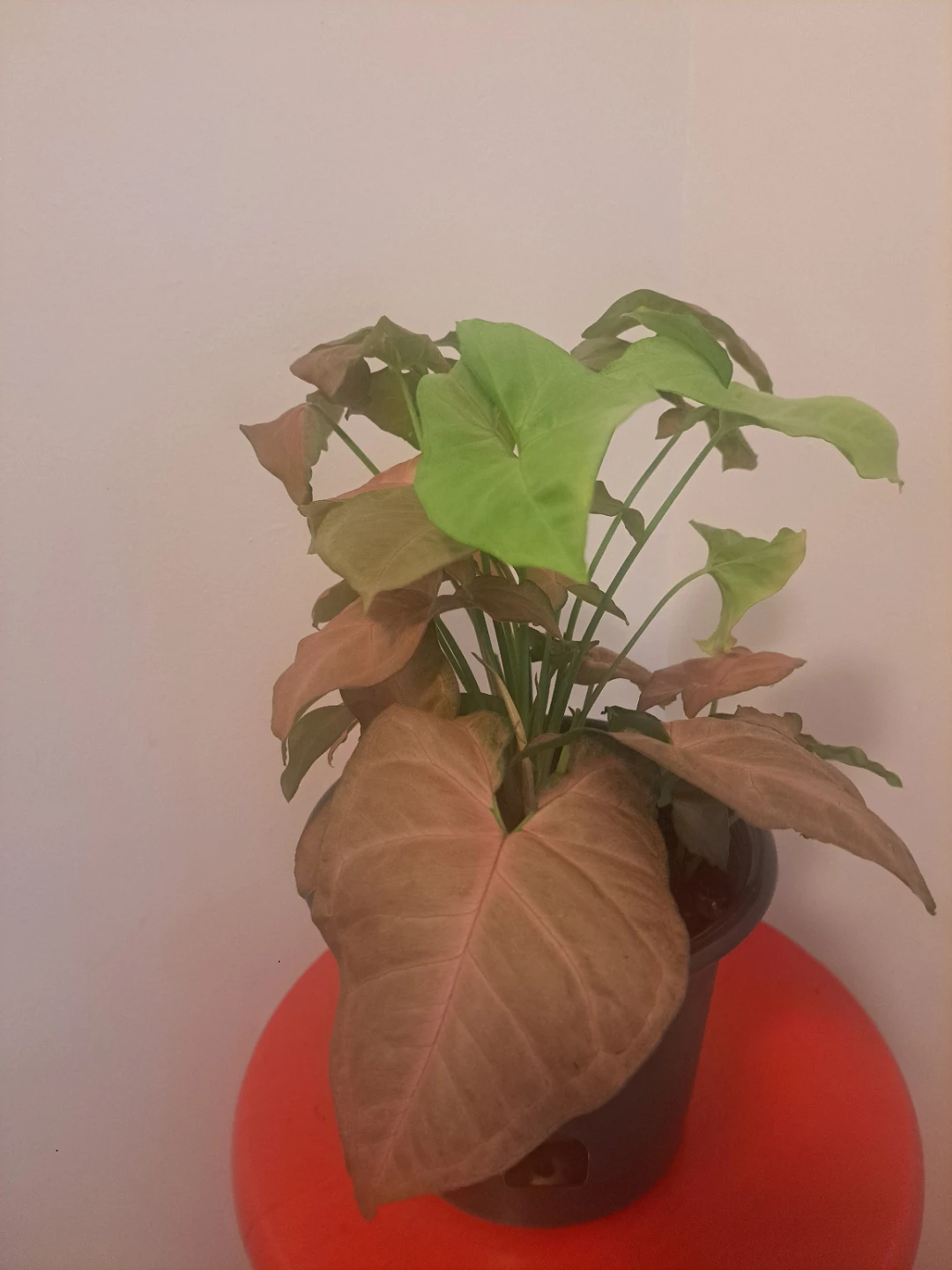 Syngonium Pink Houseplant - photo 2