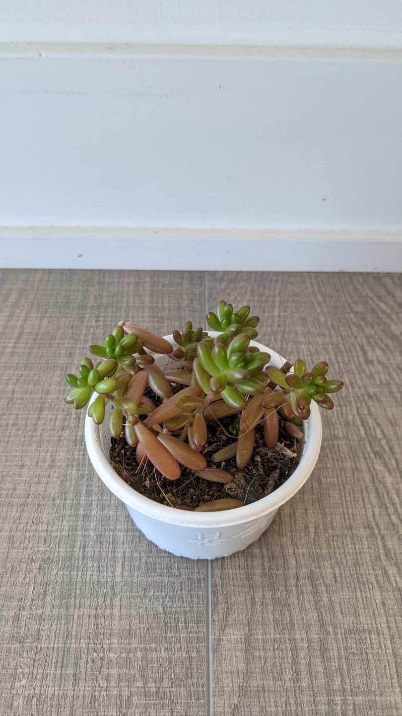 Jelly bean plant