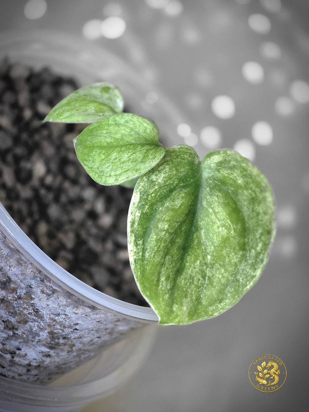 Scindapsus Sangkuriang "Silvered Patina"