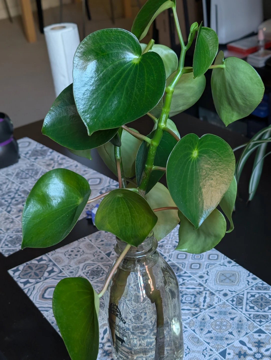 Peperomia plant cutting