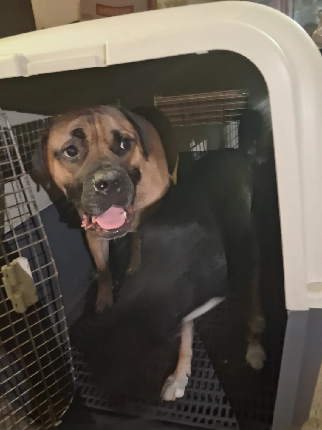 Large Hard-Sided Pet Travel Crate - photo 5